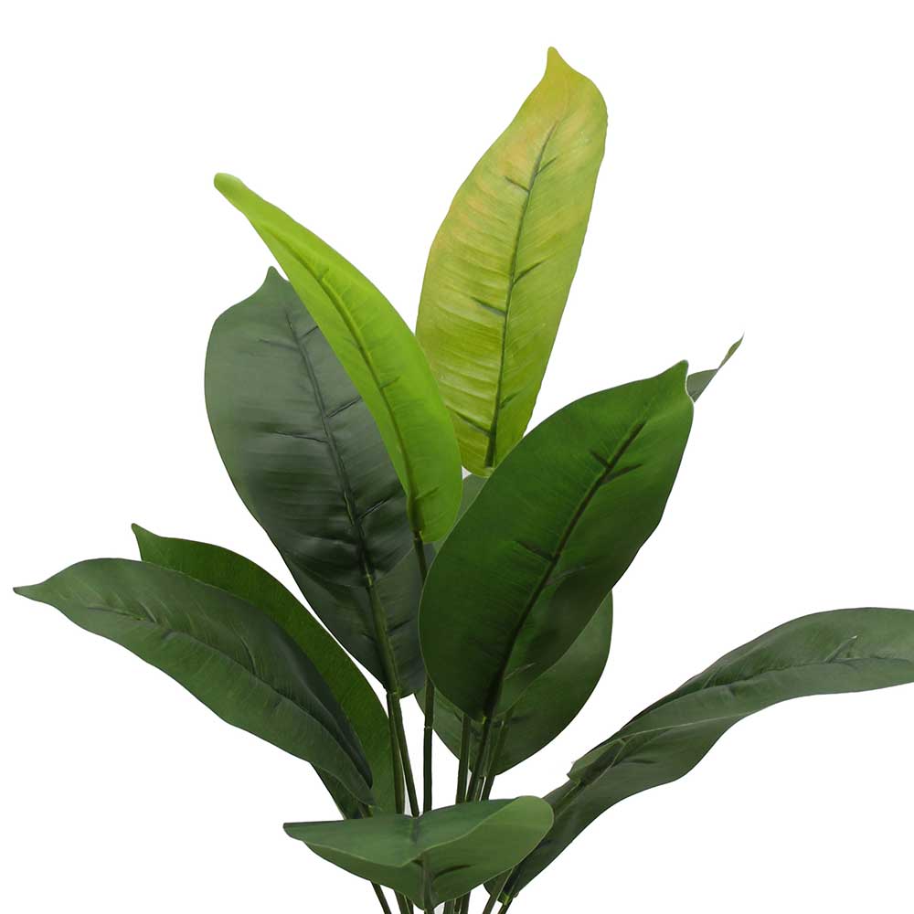MC3064 Caladium