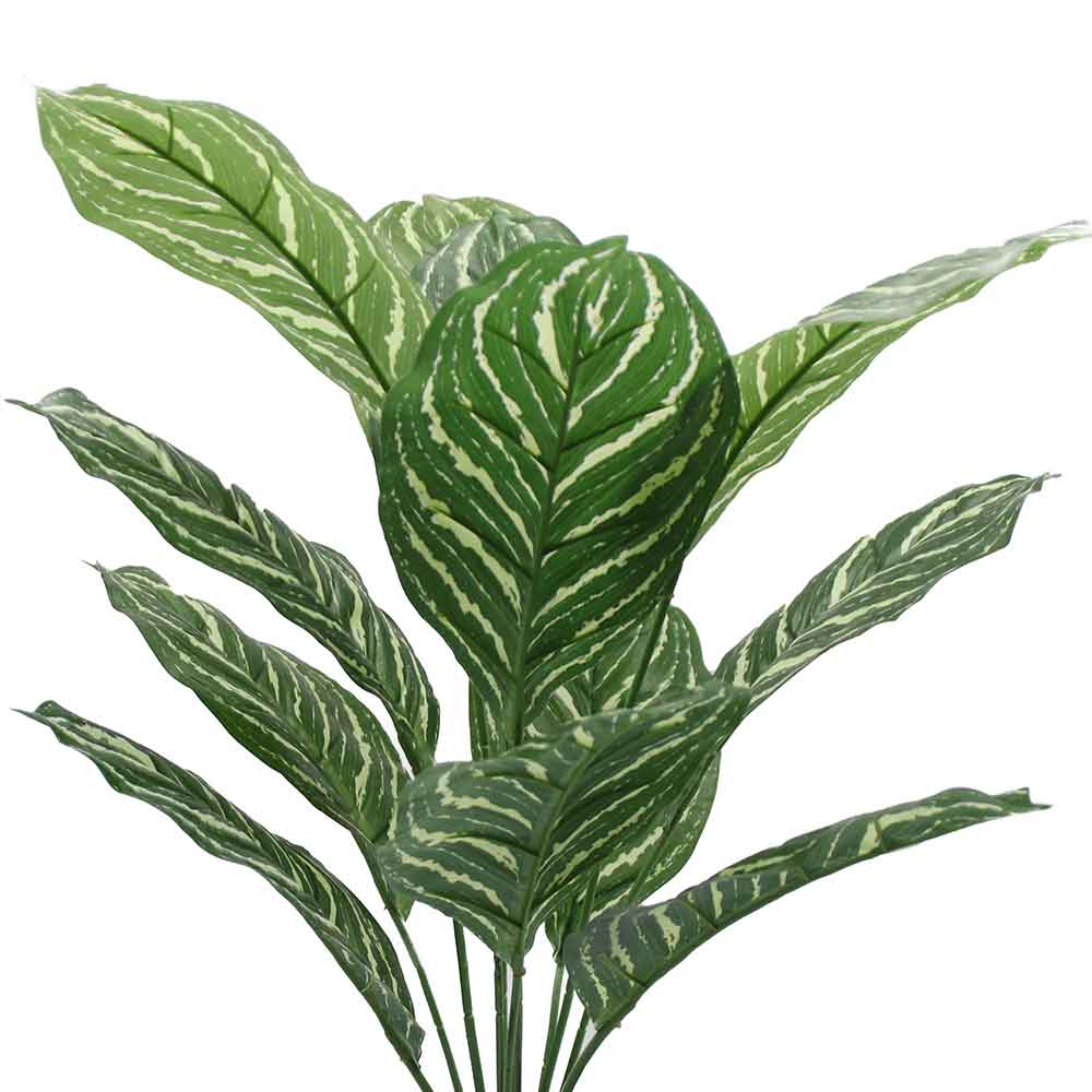 MC3067 Caladium
