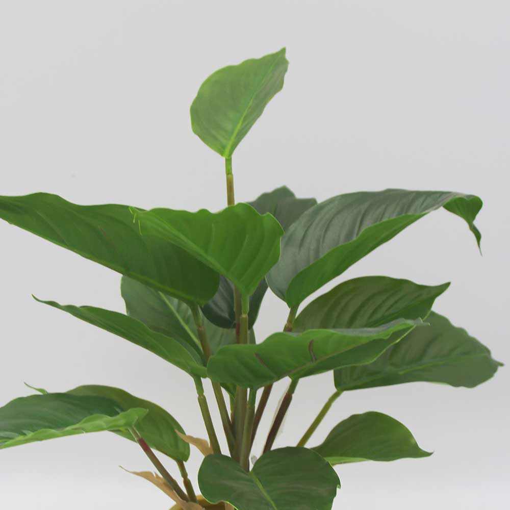 MC3466 Caladium