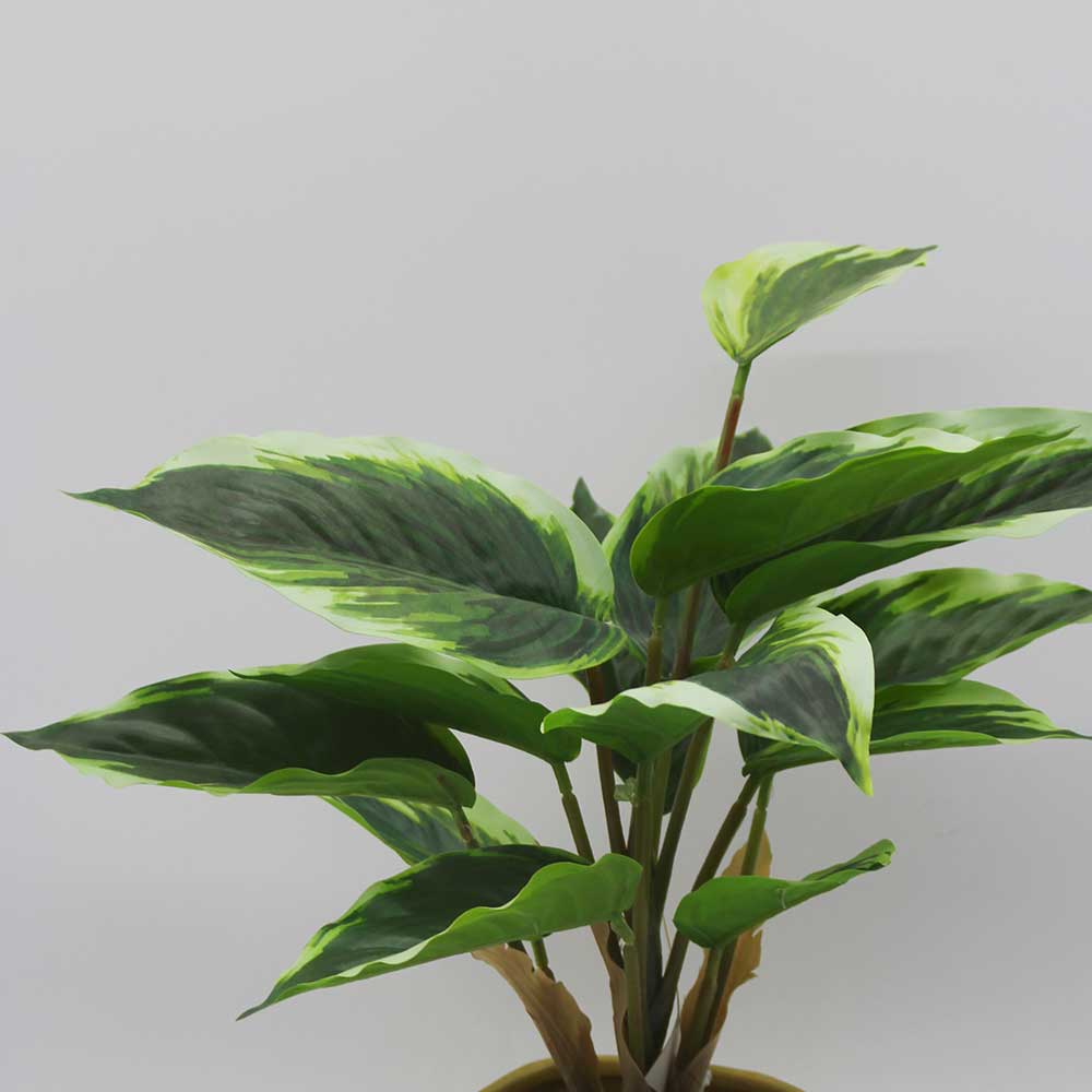 MC3467 Caladium