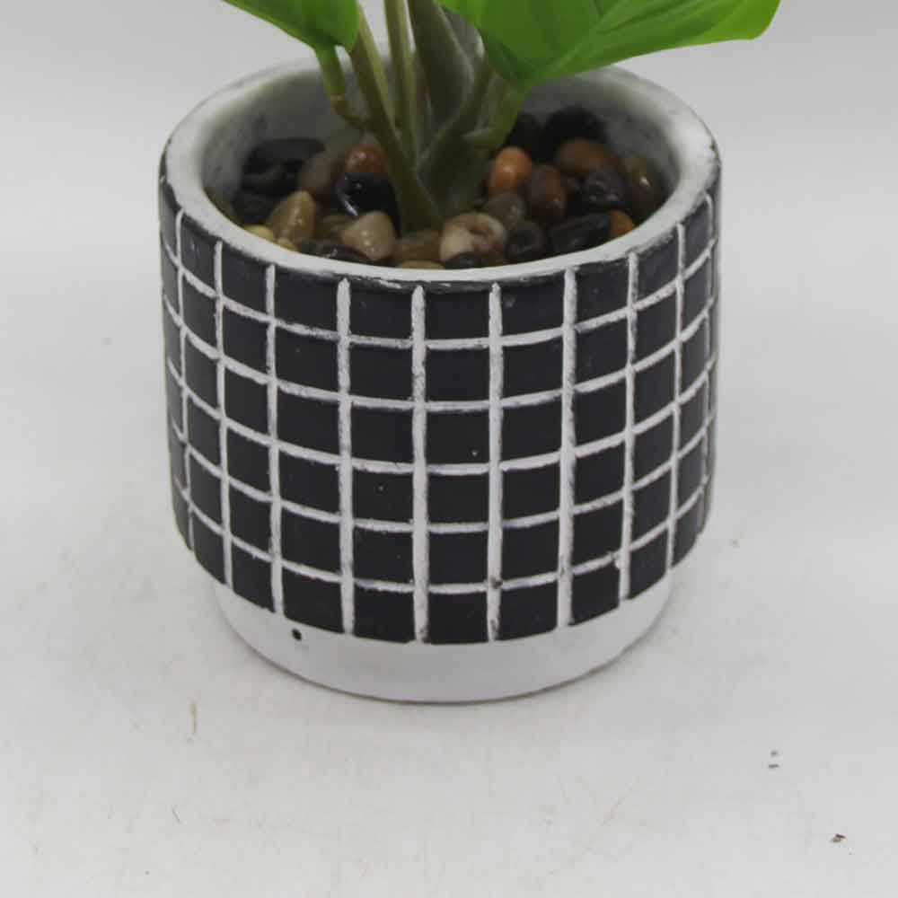 MC3471 Caladium