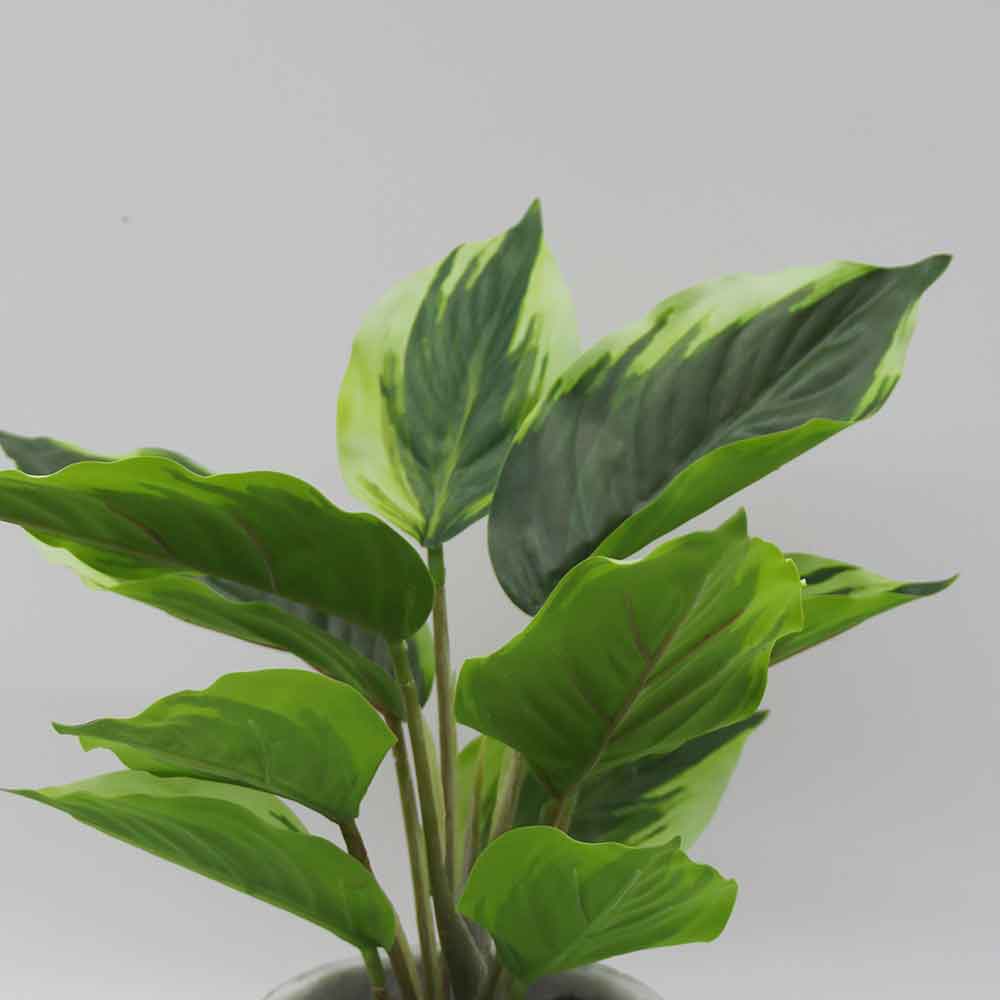 MC3471 Caladium