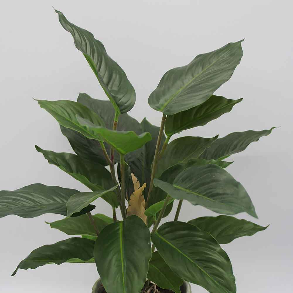 MC3473 Caladium