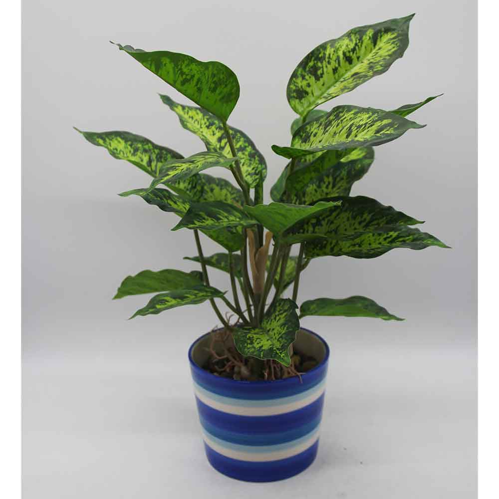 MC3477 Caladium