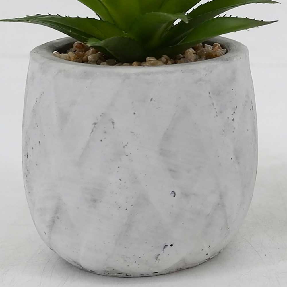 MC19-8095S Agave