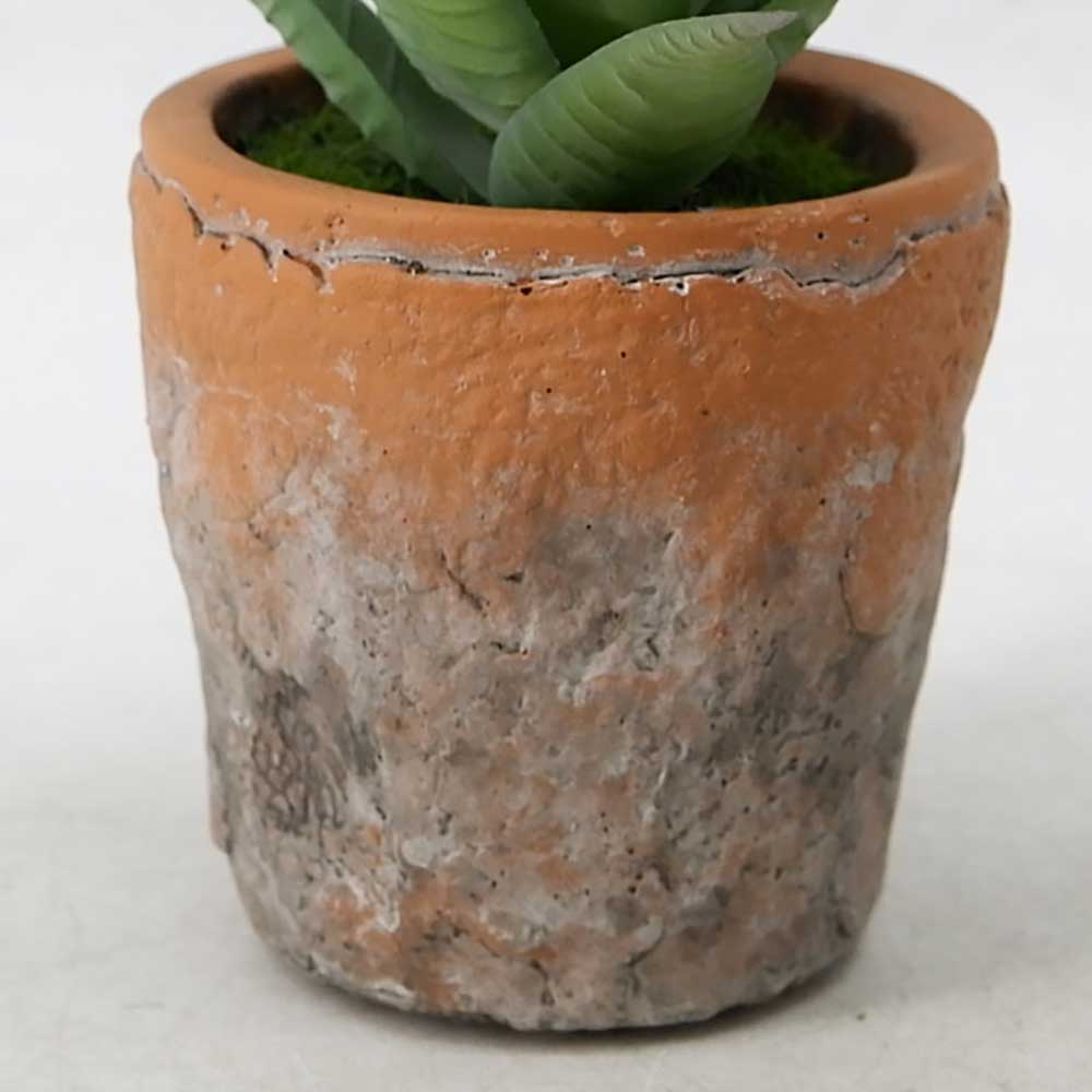 MC20-9789P Agave