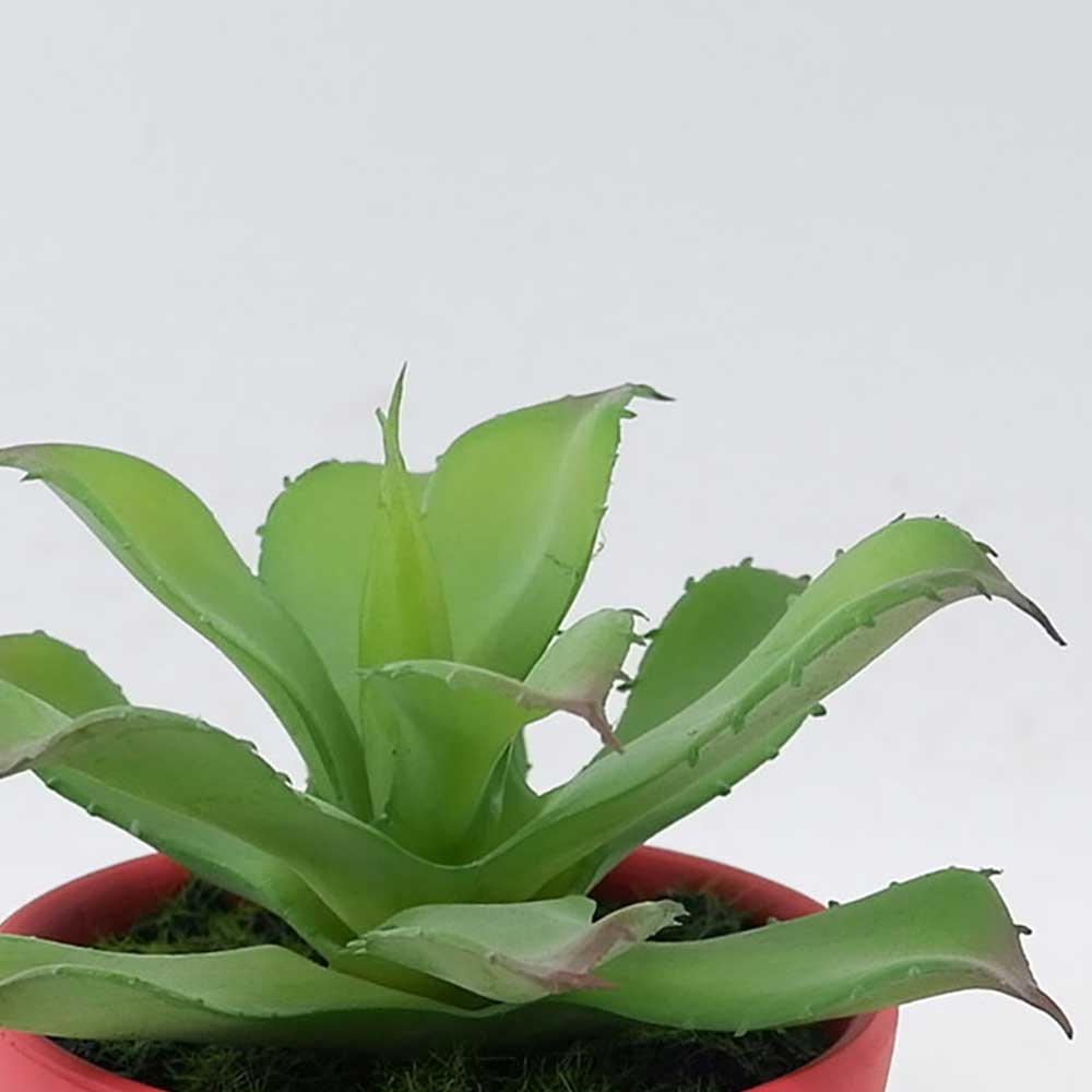 MC21-10837P Agave