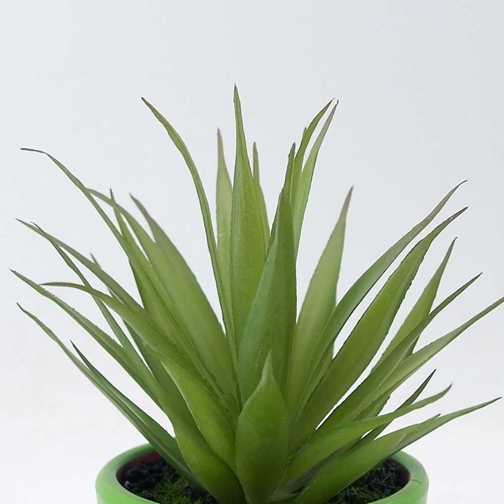 MC21-11285P Agave
