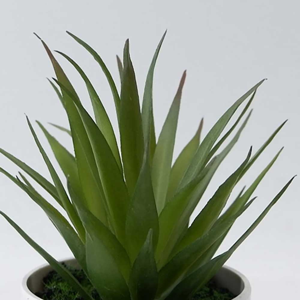 MC21-11597J Agave