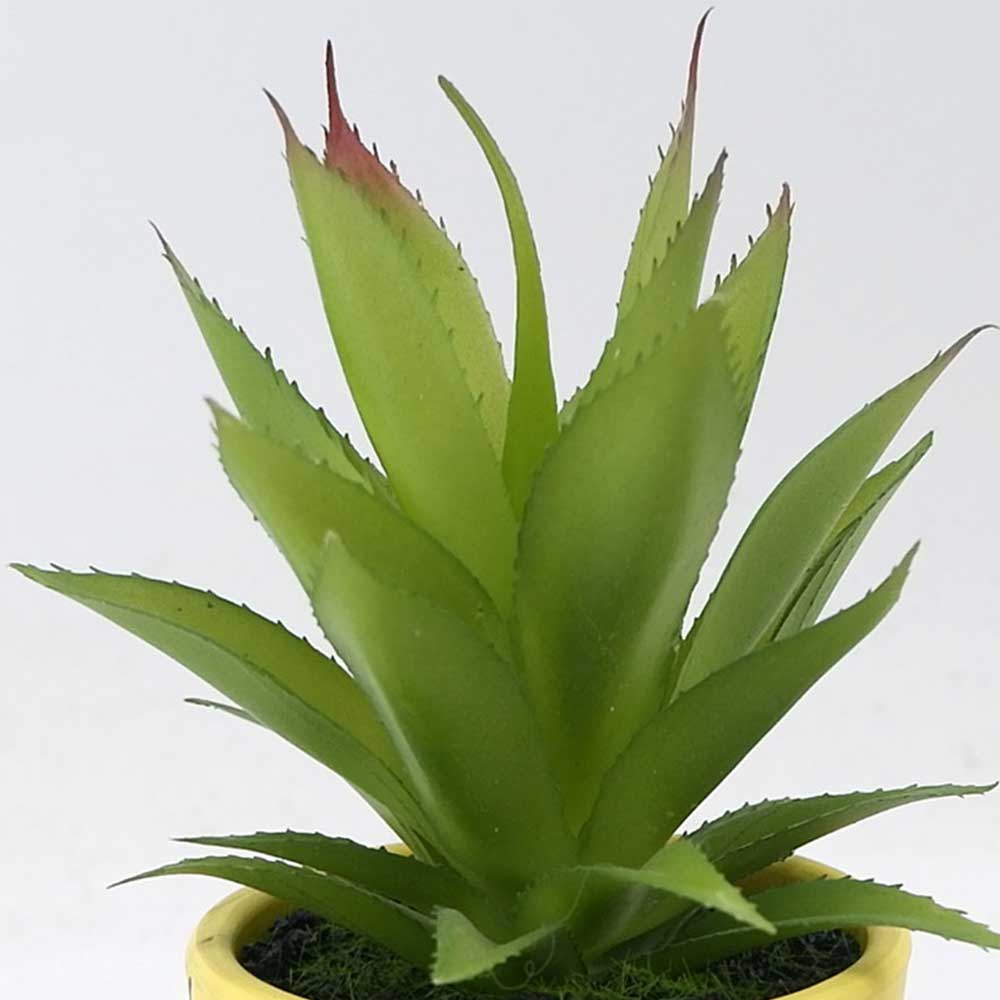 MC21-11286P Agave