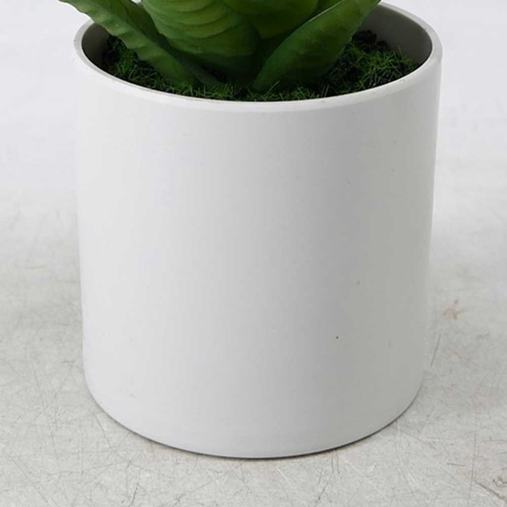 MC21-11596J Agave