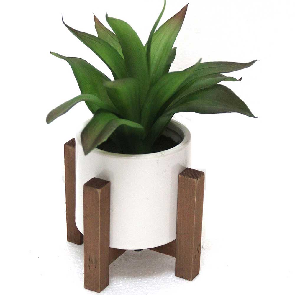MC2596 Agave