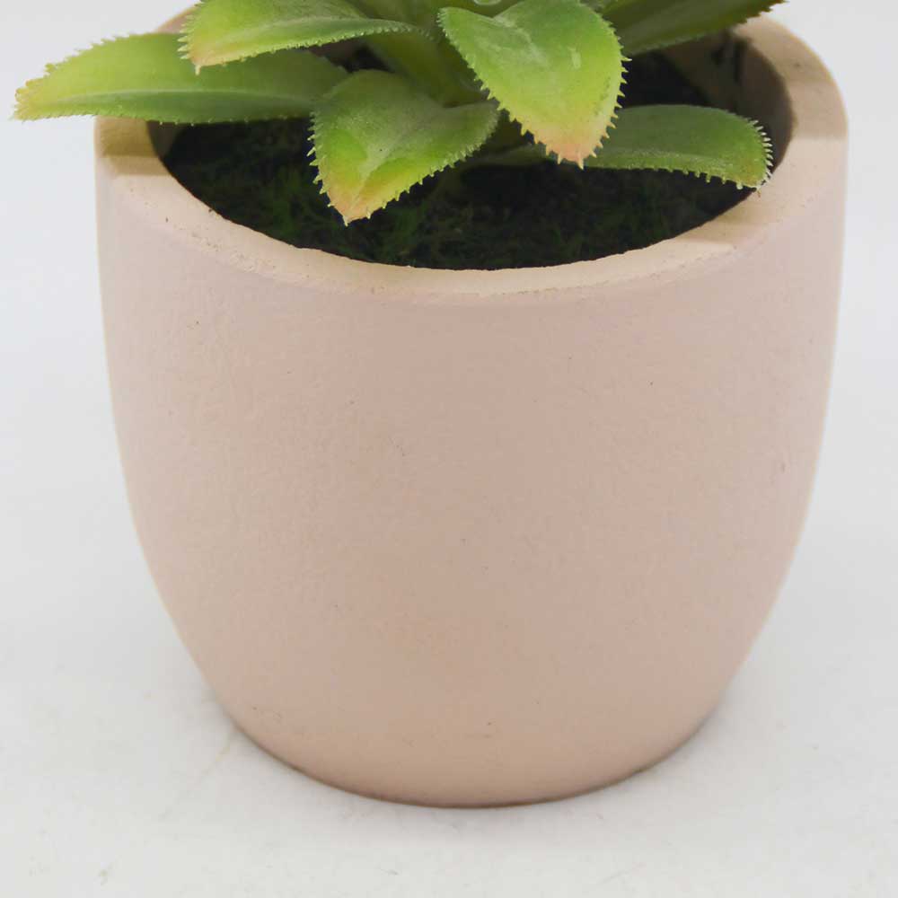 MC3450 Agave