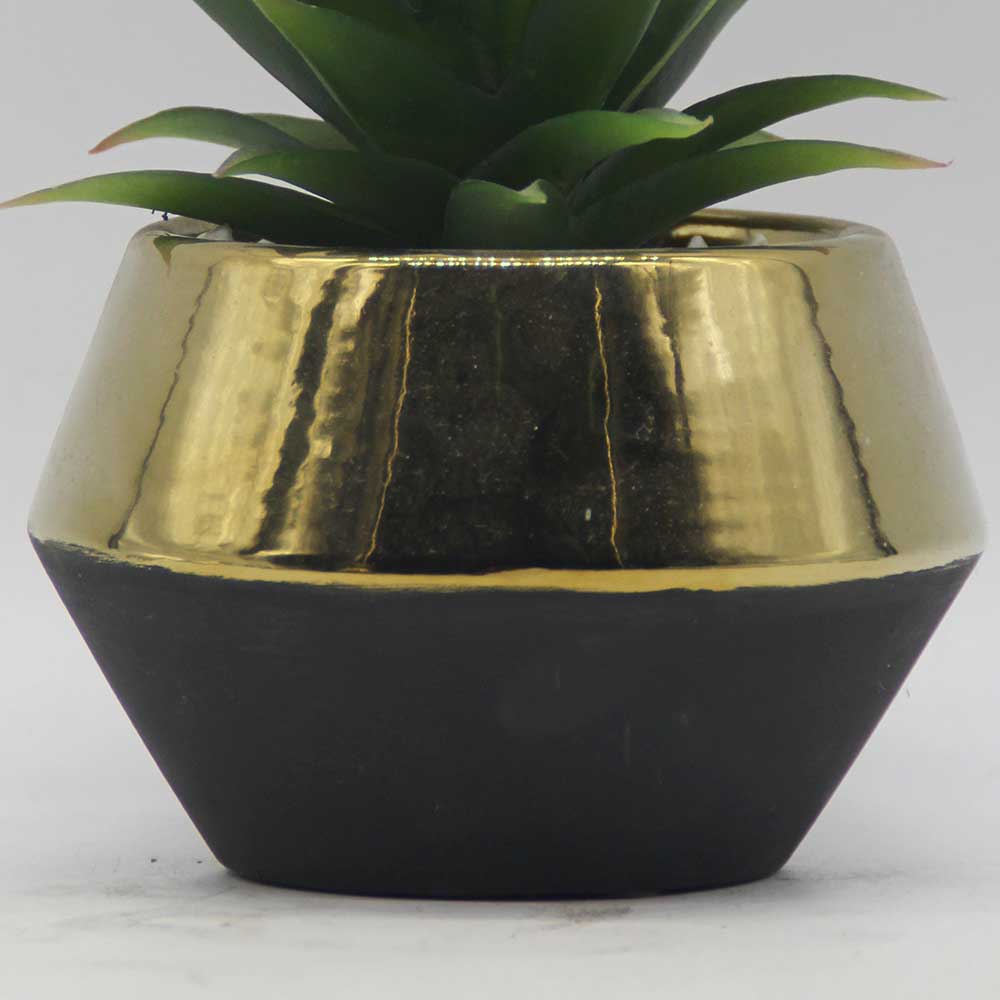 MC3489 Agave