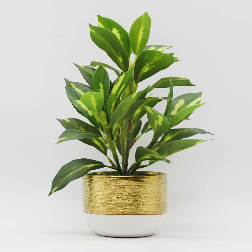 MC0168 Codiaeum