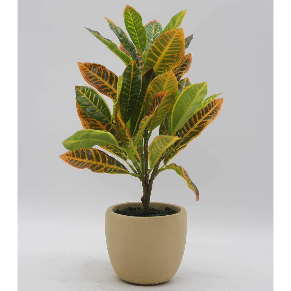MC3426 Codiaeum