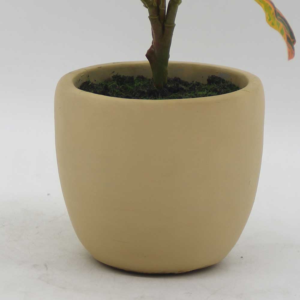 MC3426 Codiaeum