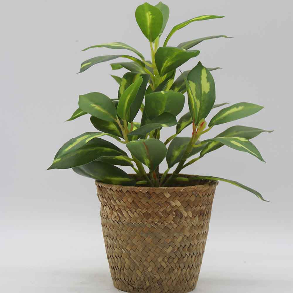 MC3433 Codiaeum