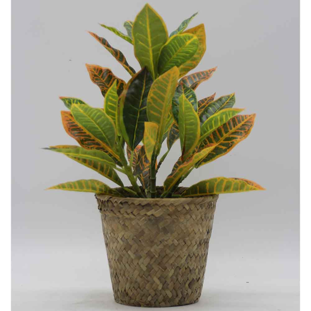 MC3435 Codiaeum