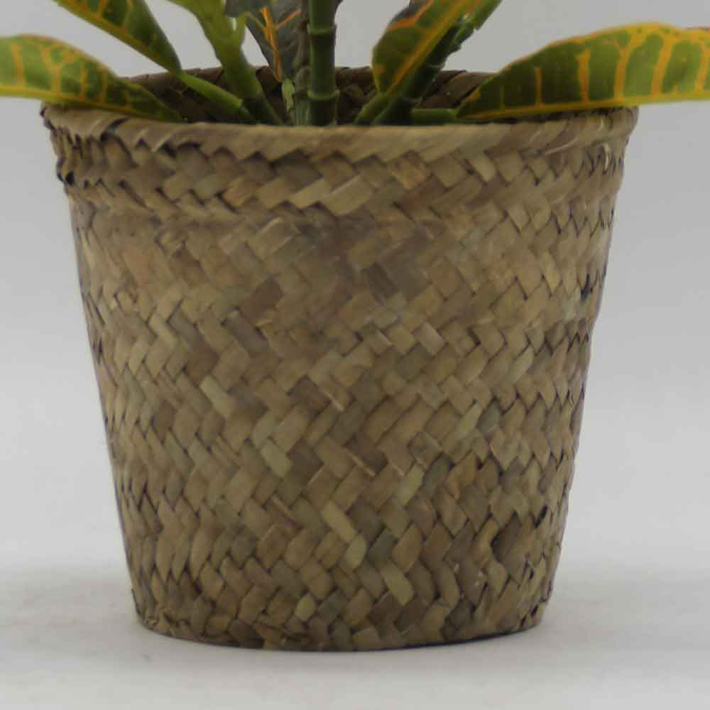 MC3435 Codiaeum