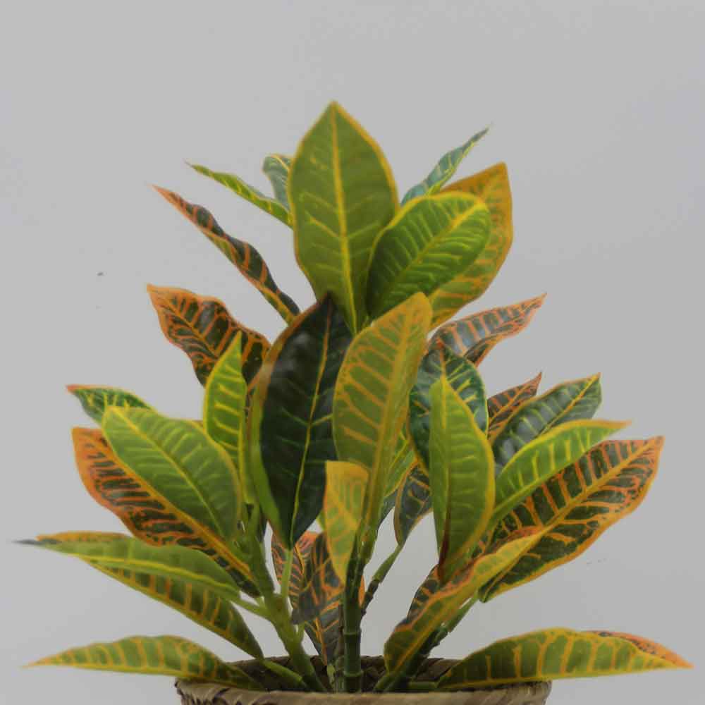 MC3435 Codiaeum