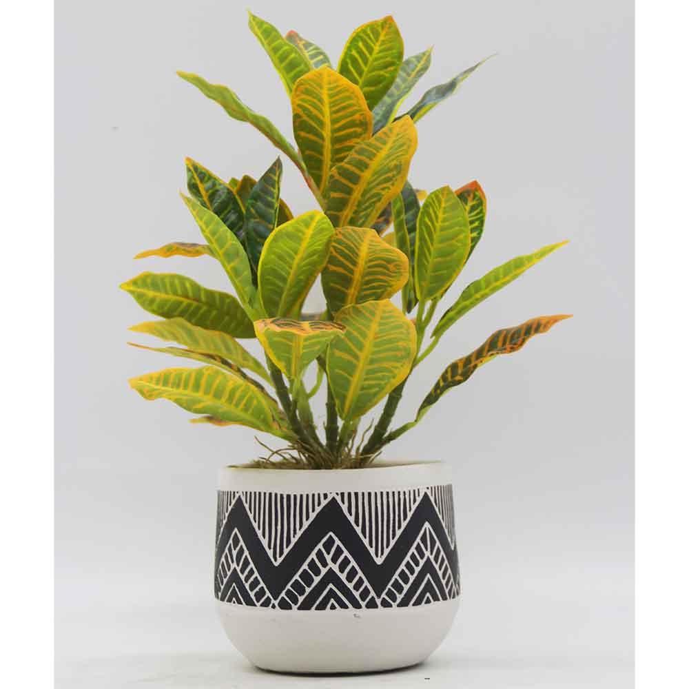 MC3440 Codiaeum