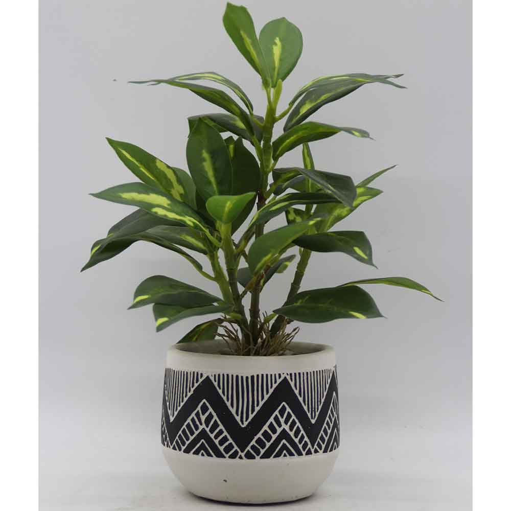 MC3441 Codiaeum
