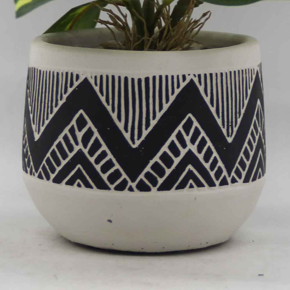 MC3441 Codiaeum