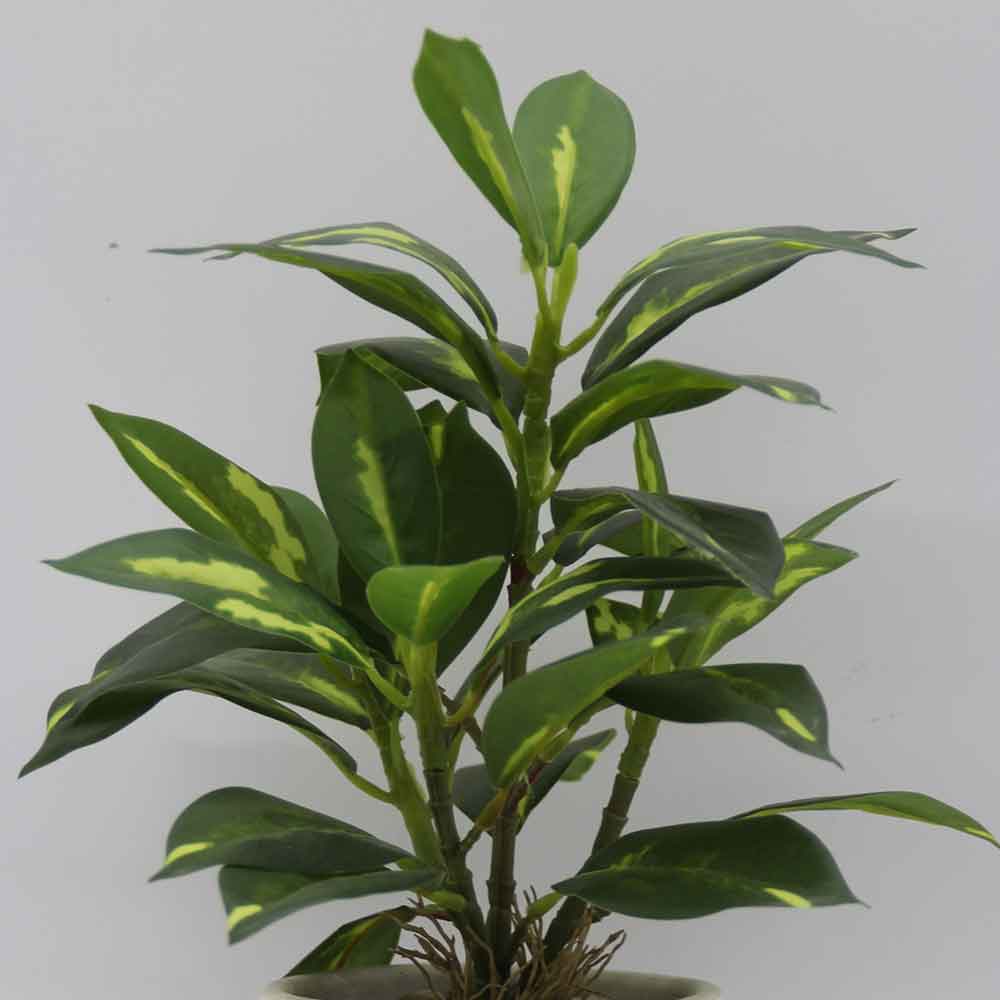 MC3441 Codiaeum