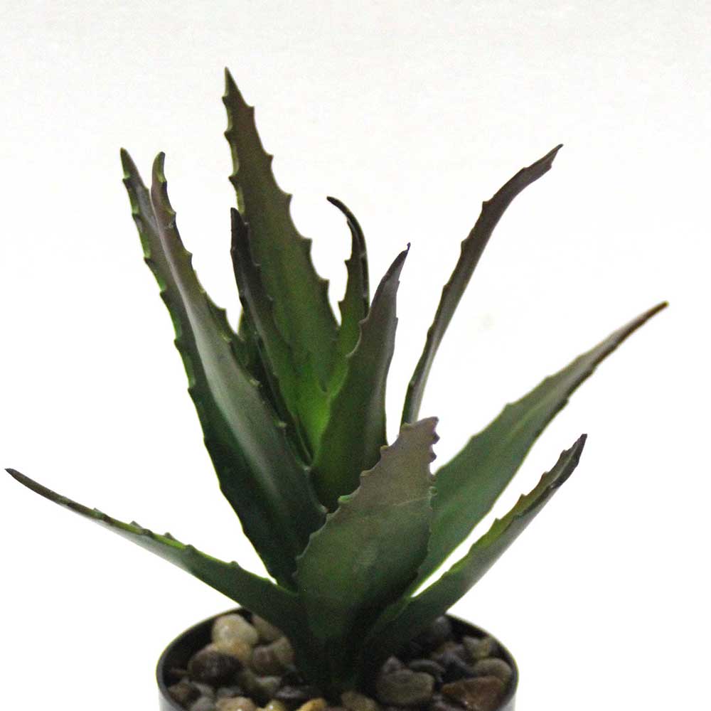 MC2570 Aloe