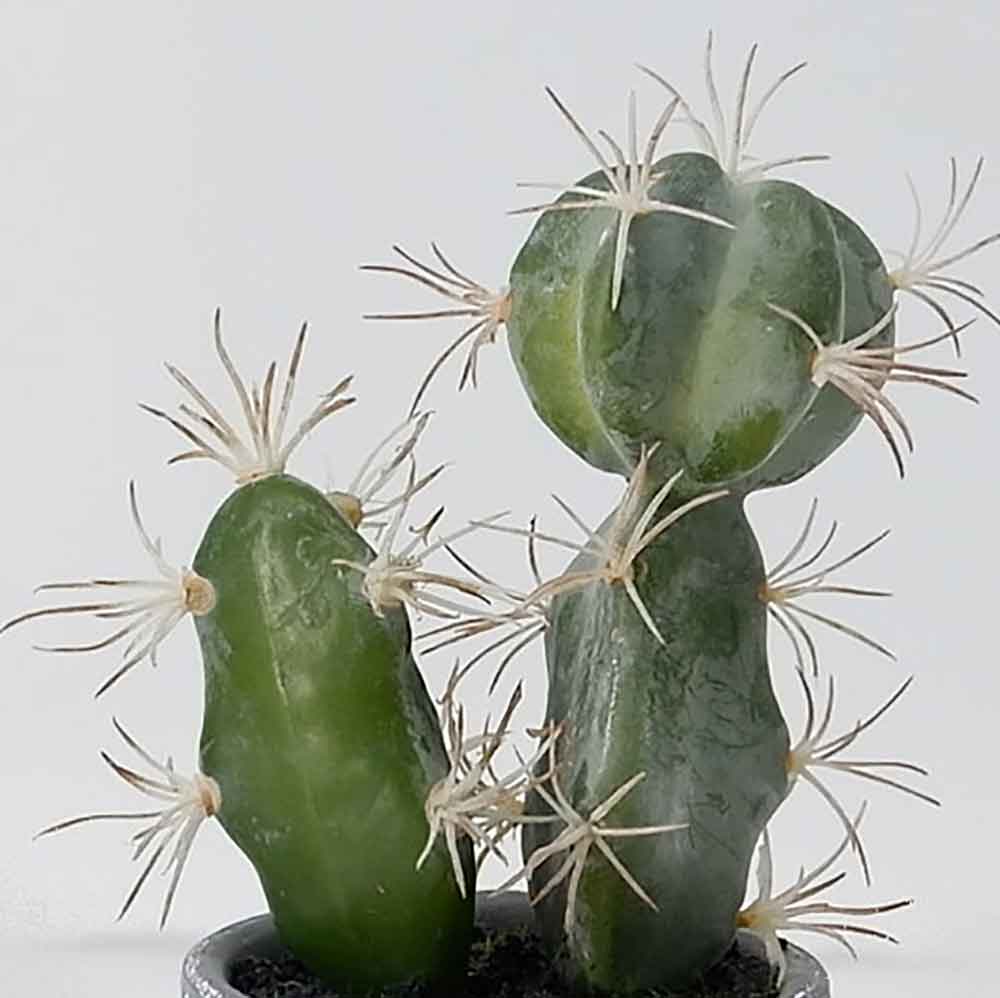 MC19-7877P Cactus