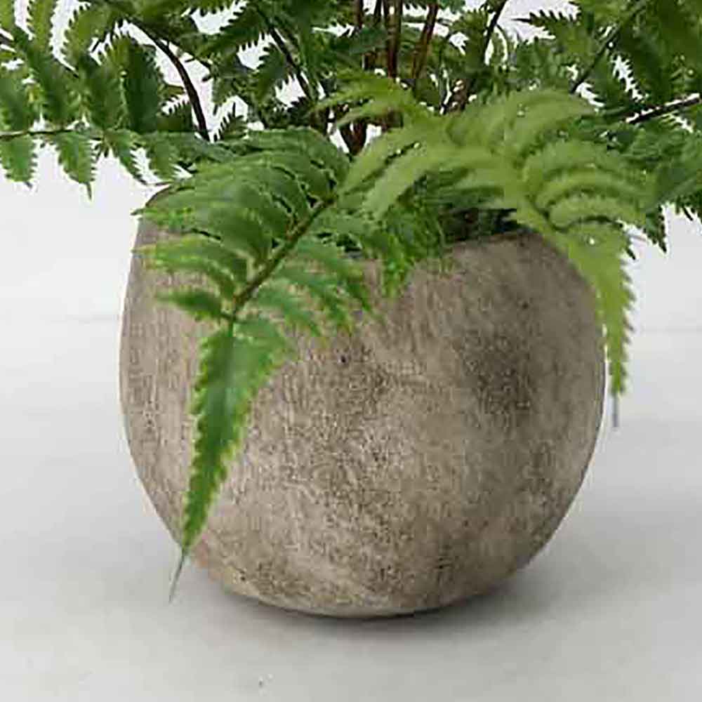 MC19-7918S Fern