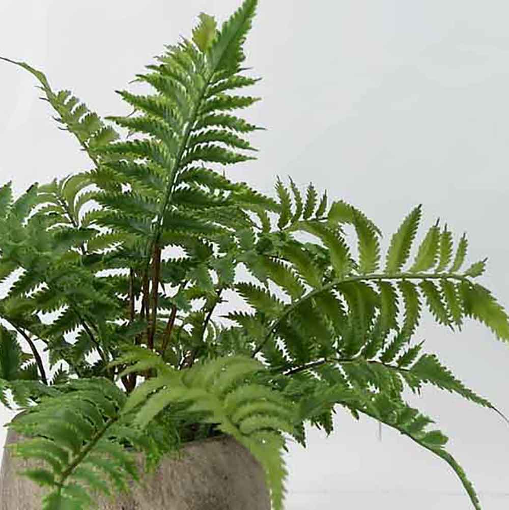 MC19-7918S Fern