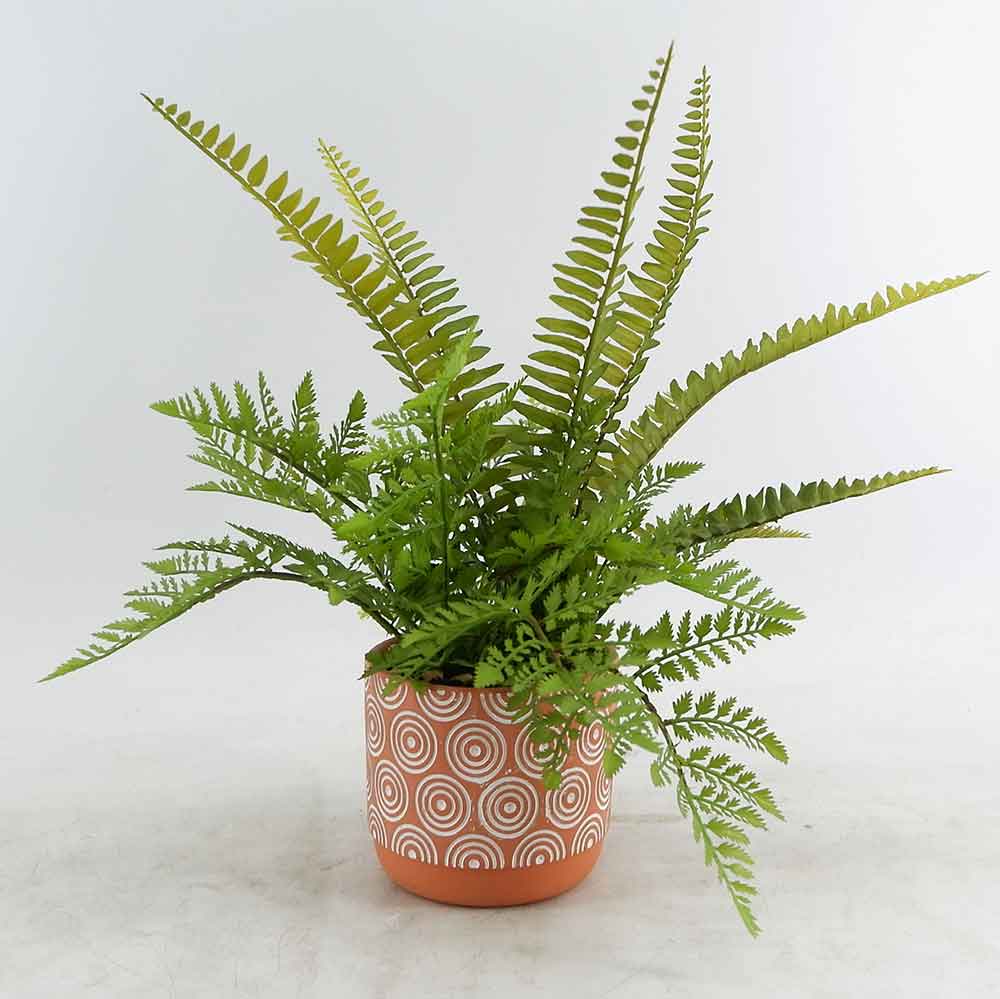 MC20-8522P Fern