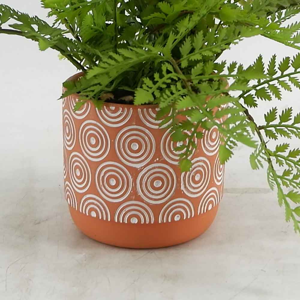 MC20-8522P Fern
