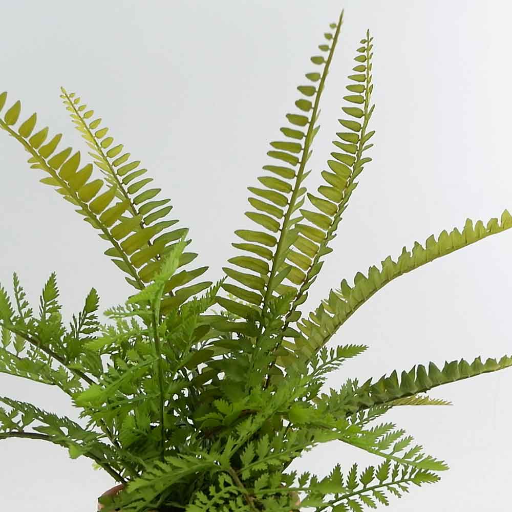 MC20-8522P Fern