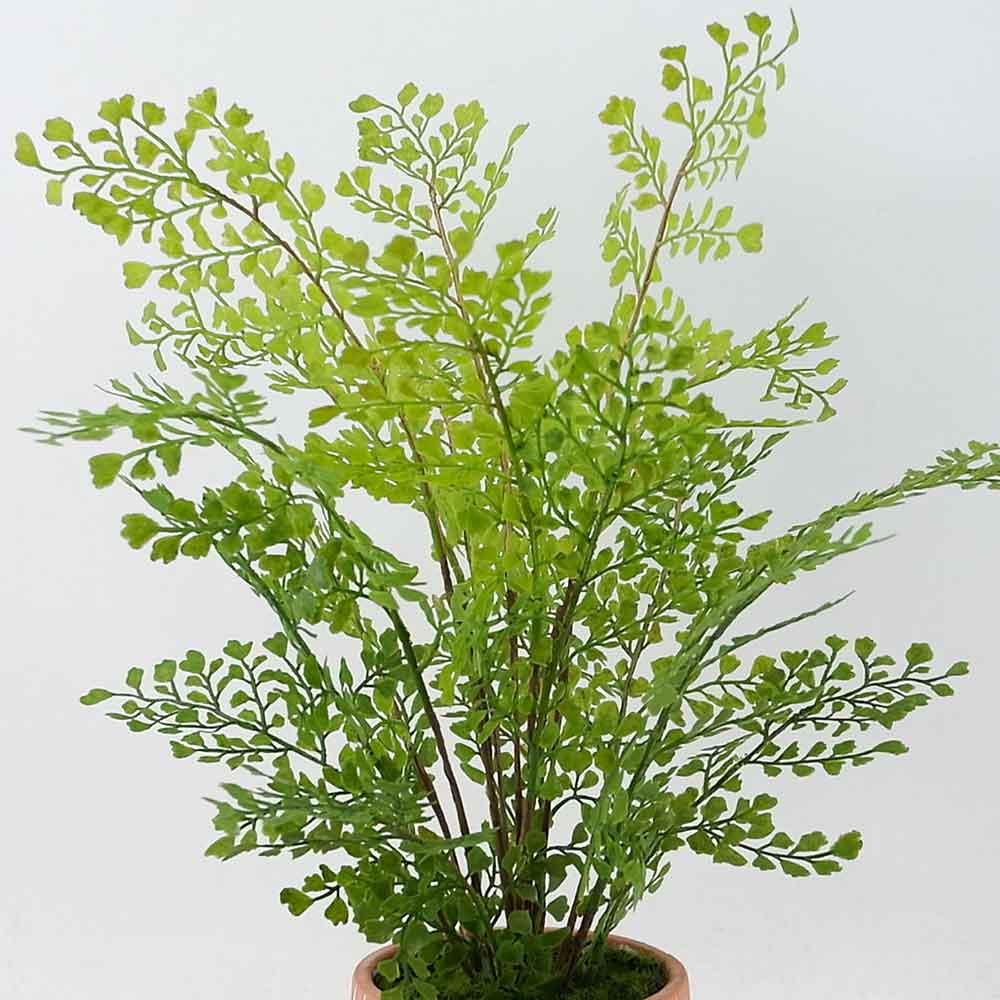MC20-8840S Fern
