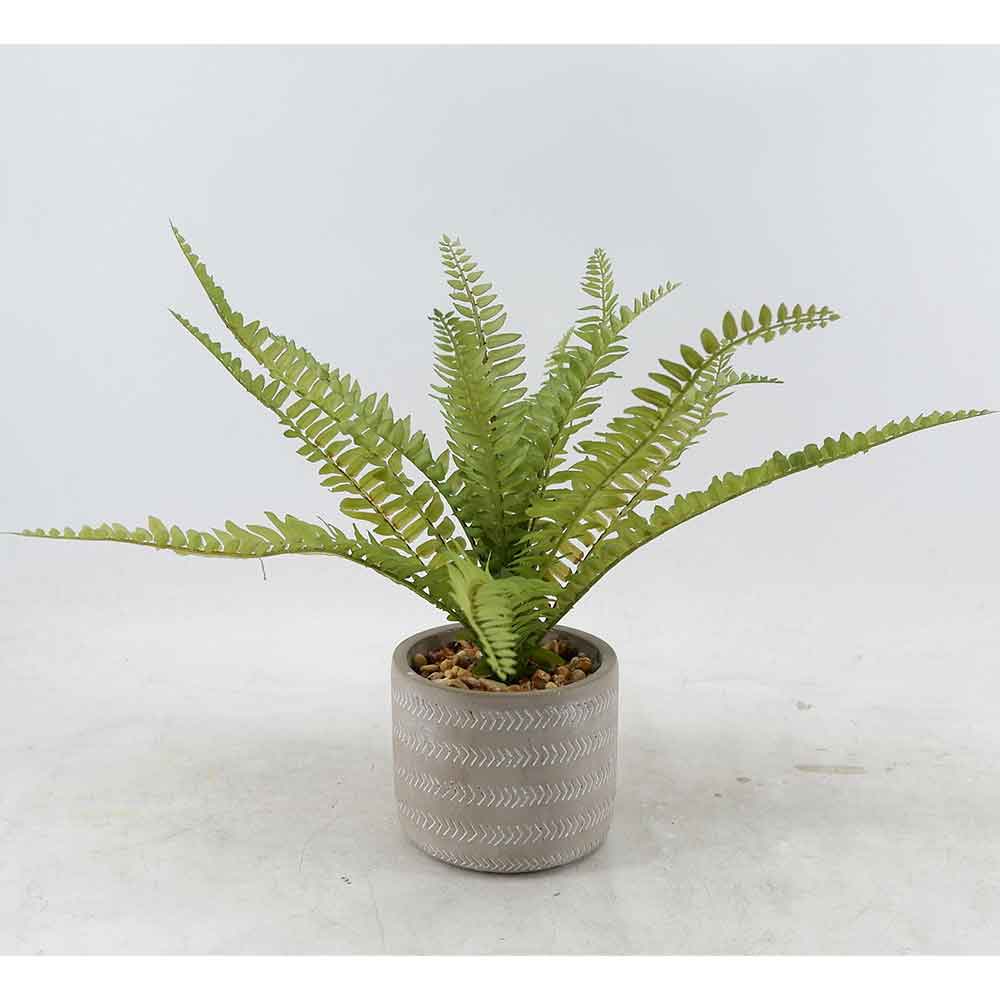 MC20-9214S Fern