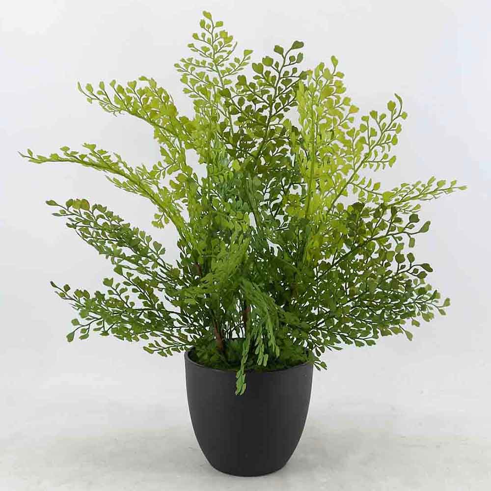 MC20-9368J Fern