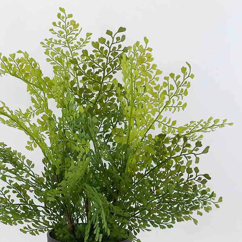 MC20-9368J Fern