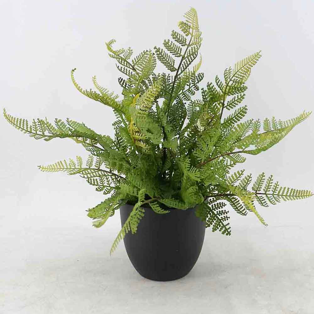 MC20-9369J Fern