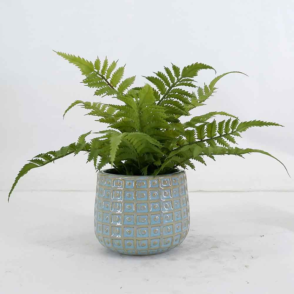 MC21-10929P Fern