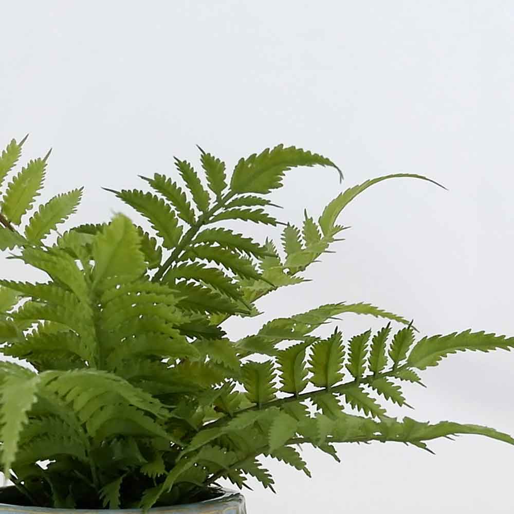 MC21-10929P Fern