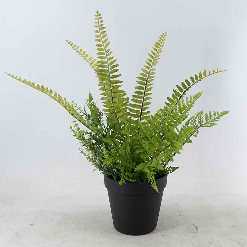MC22-11935J Fern