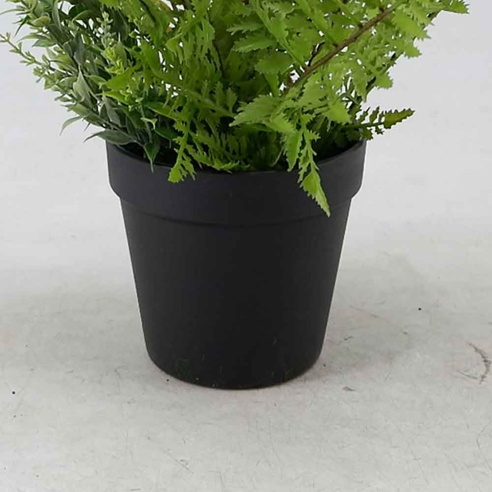 MC22-11935J Fern