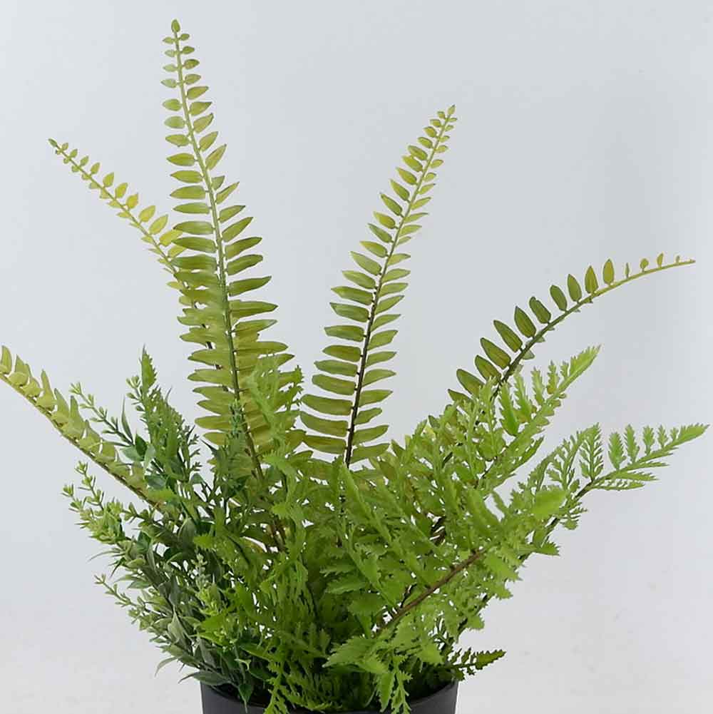 MC22-11935J Fern