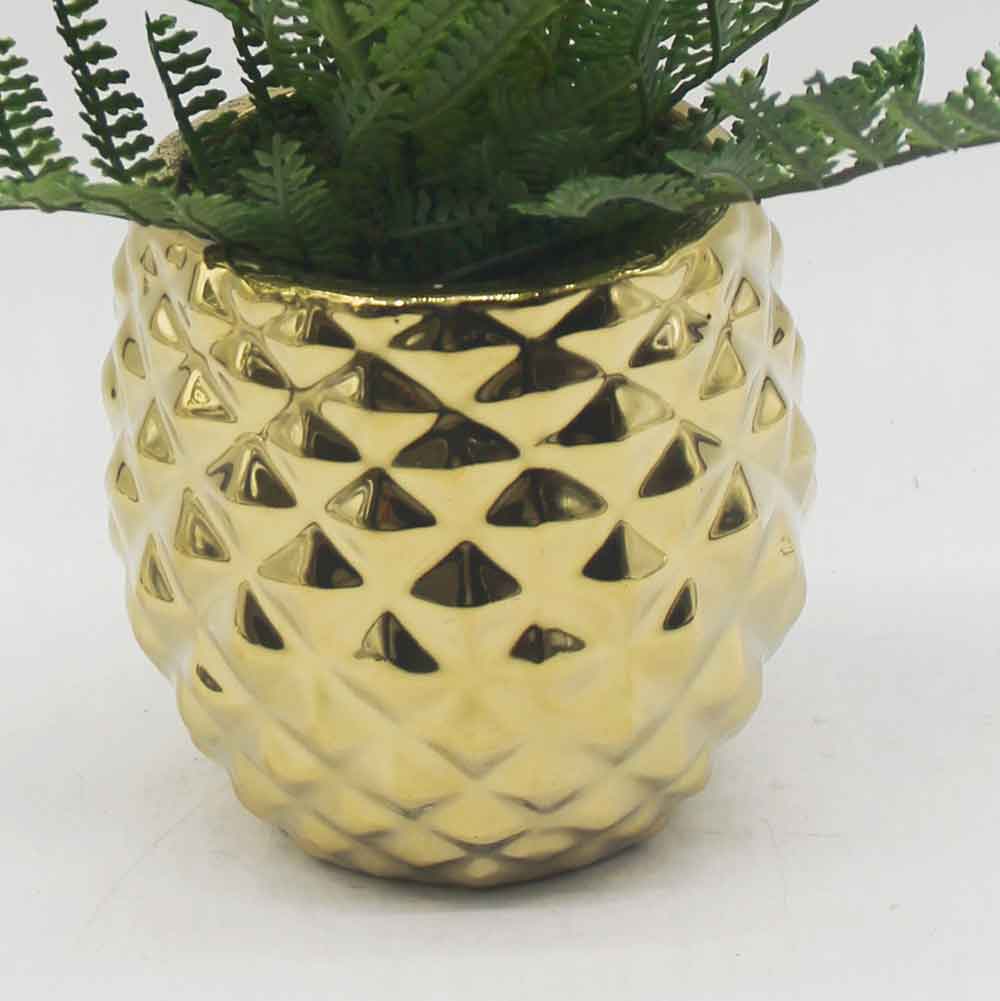 MC0176 Fern