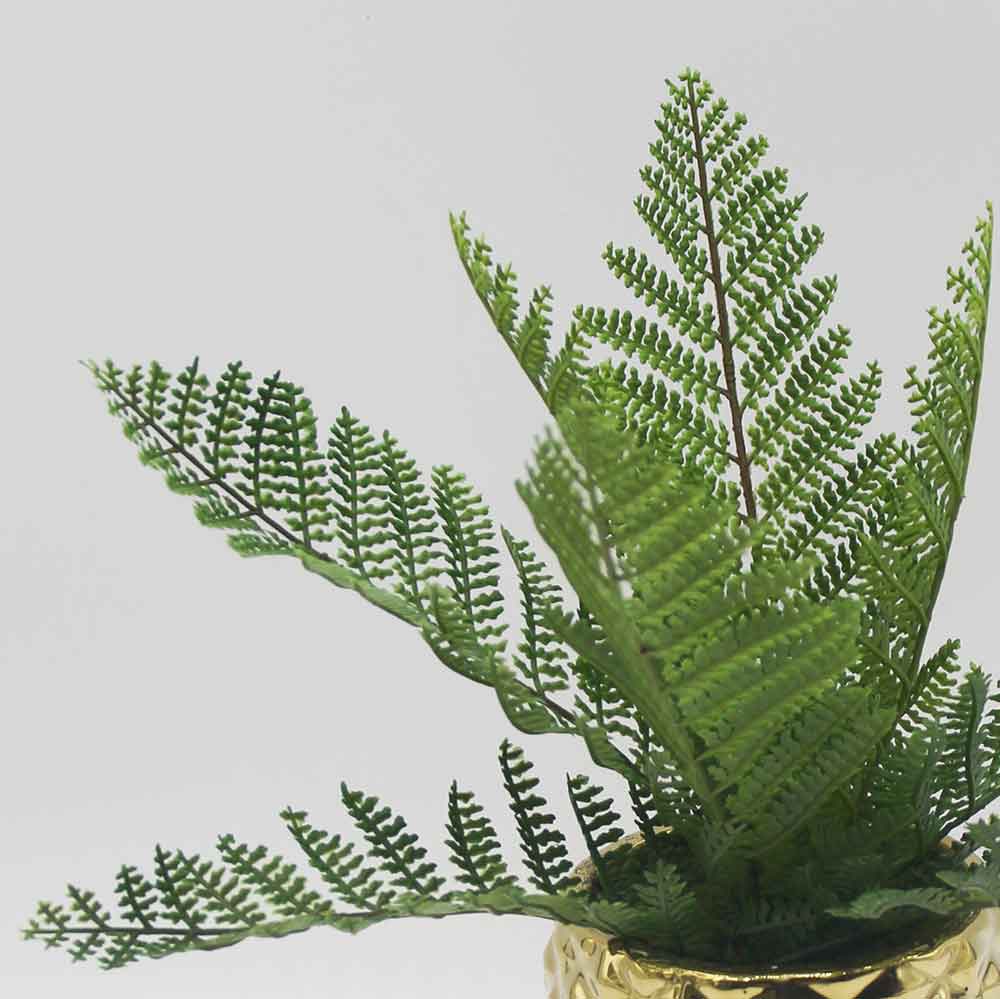 MC0176 Fern