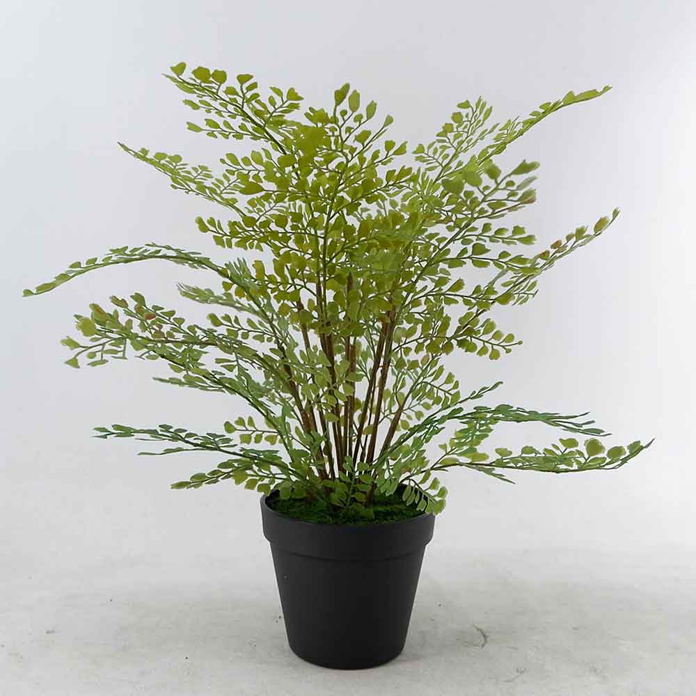MC22-11936J Fern