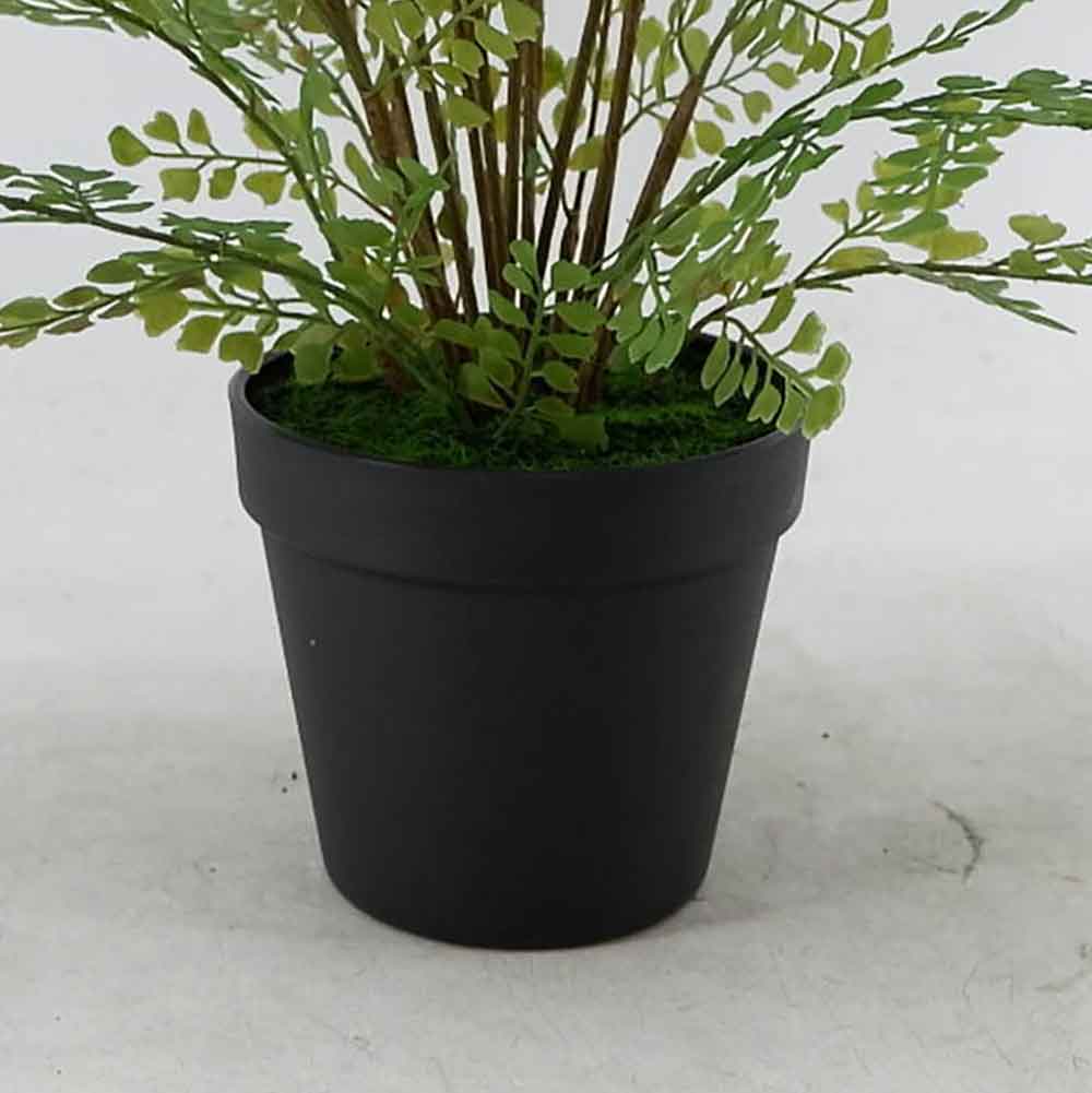 MC22-11936J Fern